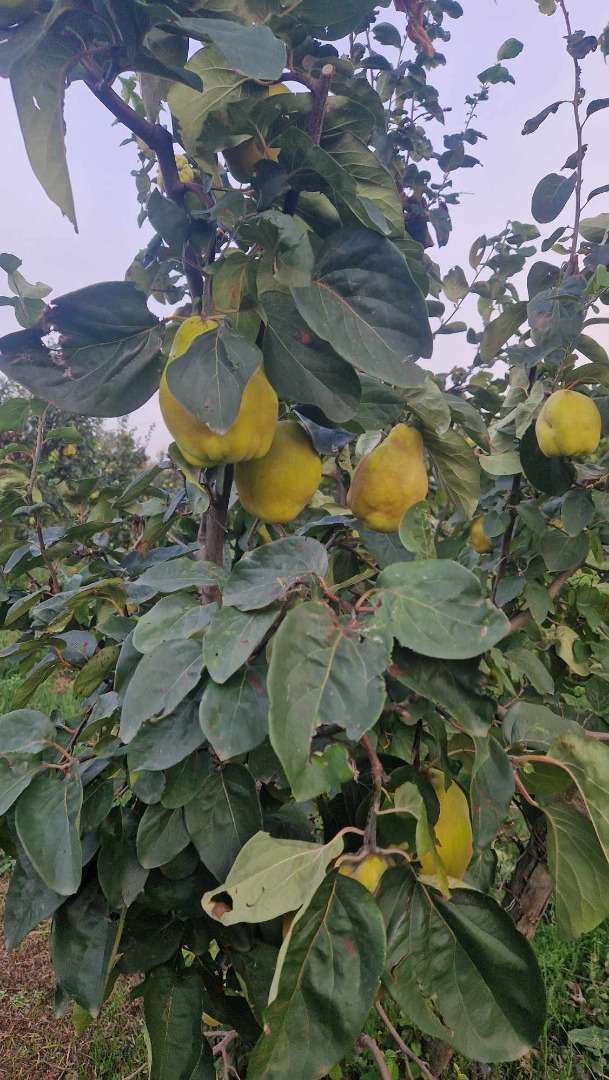 Vendo 4 toneladas de membrillos orgánicos, 3 lei el